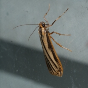 Phaeophlebosia furcifera at WendyM's farm at Freshwater Ck. - 26 Jan 2023 11:48 PM