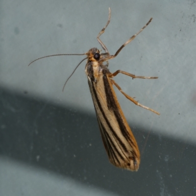 Phaeophlebosia furcifera (Forked Footman) at Freshwater Creek, VIC - 26 Jan 2023 by WendyEM