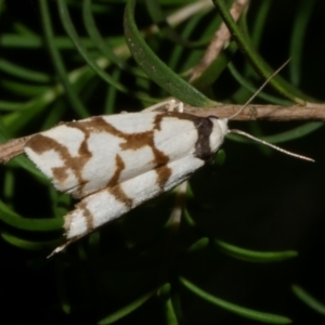 Chiriphe dichotoma at WendyM's farm at Freshwater Ck. - 26 Jan 2023 11:36 PM