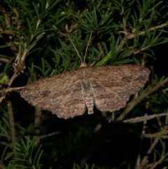 Ectropis excursaria (Common Bark Moth) at Freshwater Creek, VIC - 26 Jan 2023 by WendyEM