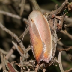 Ptyoptila matutinella (Wingia Group) at Freshwater Creek, VIC - 26 Jan 2023 by WendyEM