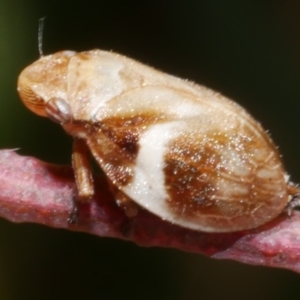 Bathyllus albicinctus at WendyM's farm at Freshwater Ck. - 5 Jan 2023