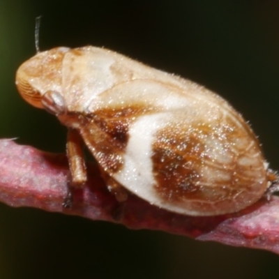 Unidentified Leafhopper or planthopper (Hemiptera, several families) at Freshwater Creek, VIC - 5 Jan 2023 by WendyEM