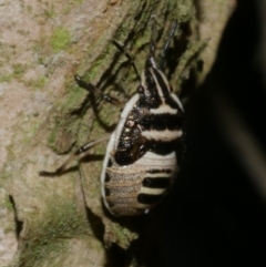 Unidentified Shield, Stink or Jewel Bug (Pentatomoidea) at Freshwater Creek, VIC - 5 Jan 2023 by WendyEM
