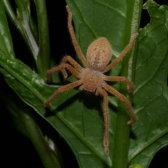 Neosparassus diana at WendyM's farm at Freshwater Ck. - 6 Jan 2023 by WendyEM