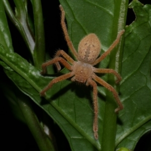 Neosparassus diana at WendyM's farm at Freshwater Ck. - 6 Jan 2023