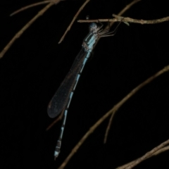 Austrolestes leda at Freshwater Creek, VIC - 6 Jan 2023 by WendyEM