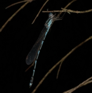 Austrolestes leda at WendyM's farm at Freshwater Ck. - 6 Jan 2023 10:28 PM