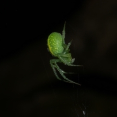 Araneus psittacinus (Parrot Coloured Orb-weaver) at WendyM's farm at Freshwater Ck. - 7 Jan 2023 by WendyEM