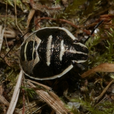 Unidentified Shield, Stink or Jewel Bug (Pentatomoidea) at Freshwater Creek, VIC - 7 Jan 2023 by WendyEM