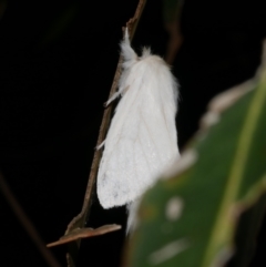 Trichiocercus sparshalli (Sparshall's Moth) at WendyM's farm at Freshwater Ck. - 8 Jan 2023 by WendyEM