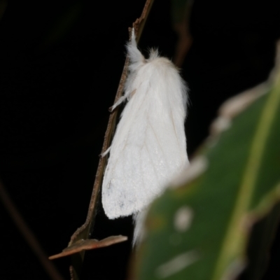 Trichiocercus sparshalli (Sparshall's Moth) at WendyM's farm at Freshwater Ck. - 8 Jan 2023 by WendyEM