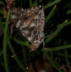 Unidentified Nymph (Nymphalidae) at Freshwater Creek, VIC - 8 Jan 2023 by WendyEM
