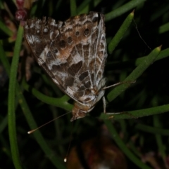 Vanessa kershawi (Australian Painted Lady) at Freshwater Creek, VIC - 8 Jan 2023 by WendyEM