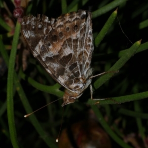 Vanessa kershawi at WendyM's farm at Freshwater Ck. - 8 Jan 2023 09:48 PM