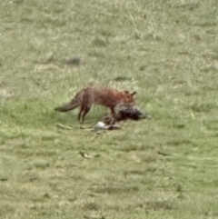 Vulpes vulpes (Red Fox) at Kangaroo Valley, NSW - 17 Jun 2024 by lbradley