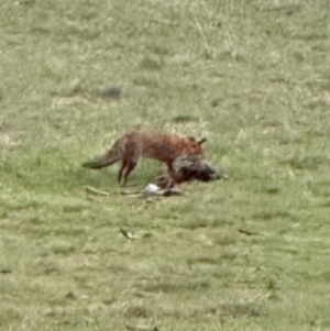 Vulpes vulpes at Kangaroo Valley, NSW - 18 Jun 2024