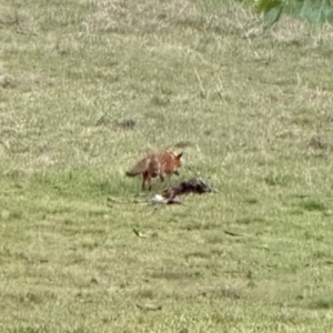 Vulpes vulpes at Kangaroo Valley, NSW - 18 Jun 2024