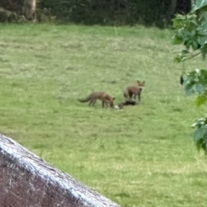 Vulpes vulpes at Kangaroo Valley, NSW - 18 Jun 2024