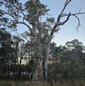 Eucalyptus melliodora at Taylor, ACT - 18 Jun 2024