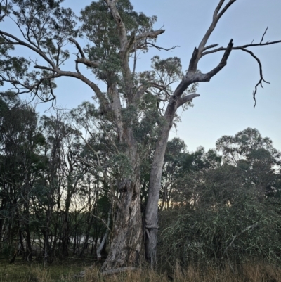 Eucalyptus melliodora (Yellow Box) at Taylor, ACT - 17 Jun 2024 by Jiggy