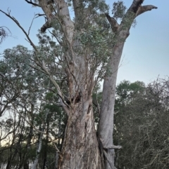 Eucalyptus melliodora at Taylor, ACT - 18 Jun 2024