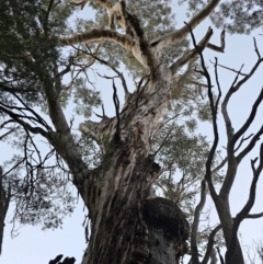 Eucalyptus melliodora at Taylor, ACT - 18 Jun 2024