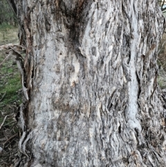 Eucalyptus melliodora at Taylor, ACT - 18 Jun 2024