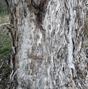 Eucalyptus melliodora at Taylor, ACT - 18 Jun 2024