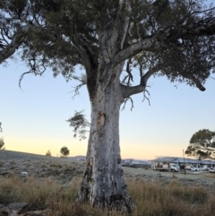 Eucalyptus mannifera subsp. mannifera (Brittle Gum) at Taylor, ACT - 17 Jun 2024 by Jiggy