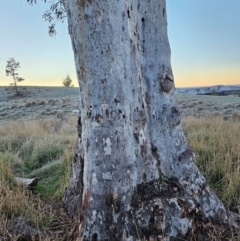 Eucalyptus mannifera subsp. mannifera at Taylor, ACT - 18 Jun 2024 07:15 AM