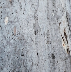 Eucalyptus mannifera subsp. mannifera at Taylor, ACT - 18 Jun 2024 07:15 AM