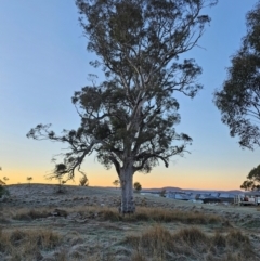 Eucalyptus mannifera subsp. mannifera at Taylor, ACT - 18 Jun 2024