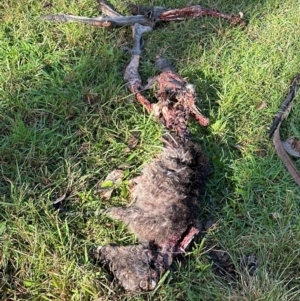 Macropus giganteus at Kangaroo Valley, NSW - 18 Jun 2024