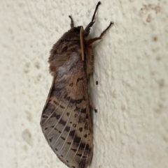 Oxycanus (genus) (Unidentified Oxycanus moths) at Kambah, ACT - 17 Jun 2024 by LinePerrins