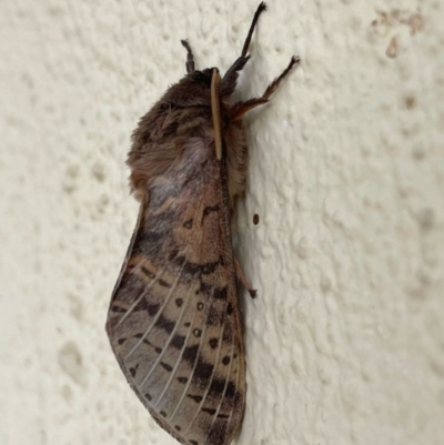 Oxycanus (genus) (Unidentified Oxycanus moths) at Kambah, ACT - 18 Jun 2024 by LineMarie