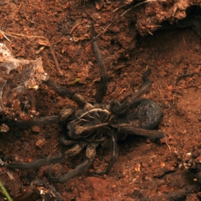 Tasmanicosa sp. (genus) (Tasmanicosa wolf spider) at Mount Ainslie - 17 Jun 2024 by jb2602