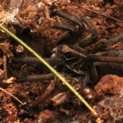 Tasmanicosa sp. (genus) at Mount Ainslie - 17 Jun 2024