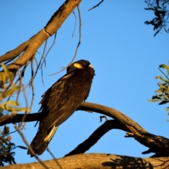 Zanda funerea (Yellow-tailed Black-Cockatoo) at Jerrabomberra Wetlands - 26 Jun 2020 by davidcunninghamwildlife