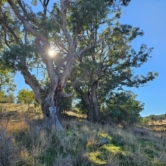 Eucalyptus bridgesiana (Apple Box) at Taylor, ACT - 18 Jun 2024 by Jiggy
