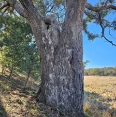 Eucalyptus bridgesiana at Taylor, ACT - 18 Jun 2024