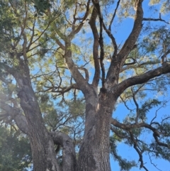 Eucalyptus bridgesiana at Taylor, ACT - 18 Jun 2024