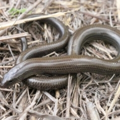 Anomalopus mackayi (Five-clawed Worm-skink) at Bowenville, QLD - 18 Jan 2016 by michaelb