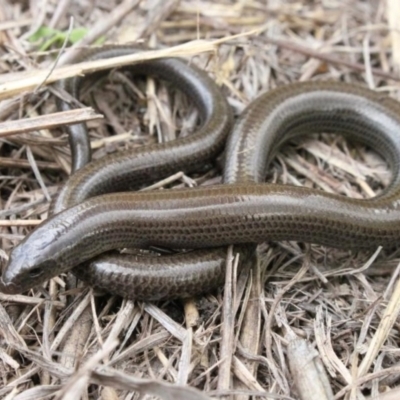 Anomalopus mackayi (Five-clawed Worm-skink) at Bowenville, QLD - 18 Jan 2016 by MichaelBedingfield