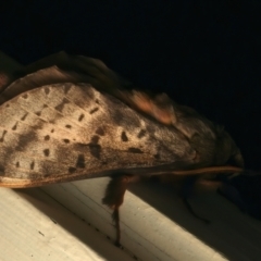 Oxycanus silvanus (Pale Oxycanus) at Ainslie, ACT - 11 Jun 2024 by jb2602