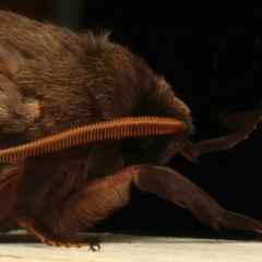 Oxycanus silvanus at Ainslie, ACT - 11 Jun 2024