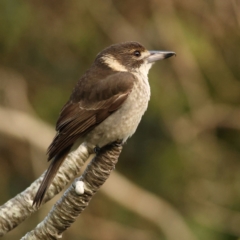 Cracticus torquatus (Grey Butcherbird) at Tomaree National Park - 18 Jun 2024 by MichaelWenke