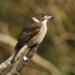 Cracticus torquatus at Tomaree National Park - 18 Jun 2024 10:58 AM