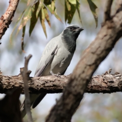 Coracina novaehollandiae (Black-faced Cuckooshrike) at Tomaree National Park - 18 Jun 2024 by Trevor