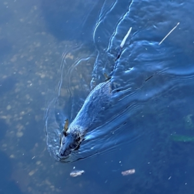 Hydromys chrysogaster (Rakali or Water Rat) at Commonwealth & Kings Parks - 18 Jun 2024 by Pirom